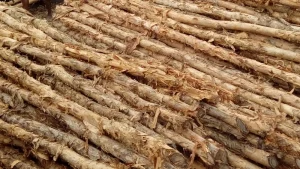 Read more about the article Jual Kayu Dolken Bekasi