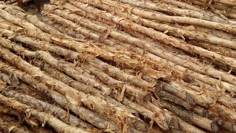 Jual Kayu Dolken Kota Batu